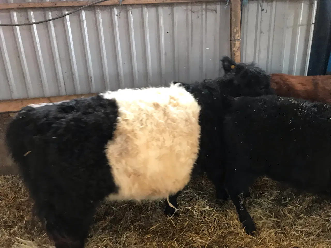 Billede 3 - Galloway kvier 
