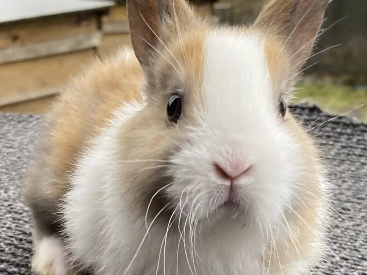 Billede 1 - HOLLÆNDER HAN MADAGASCAR