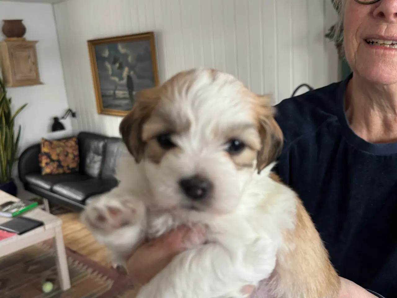 Billede 3 - 3 hanhunde 6 uger