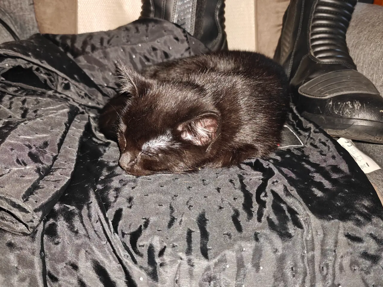 Billede 5 - Skønne kælen kattekillinger 