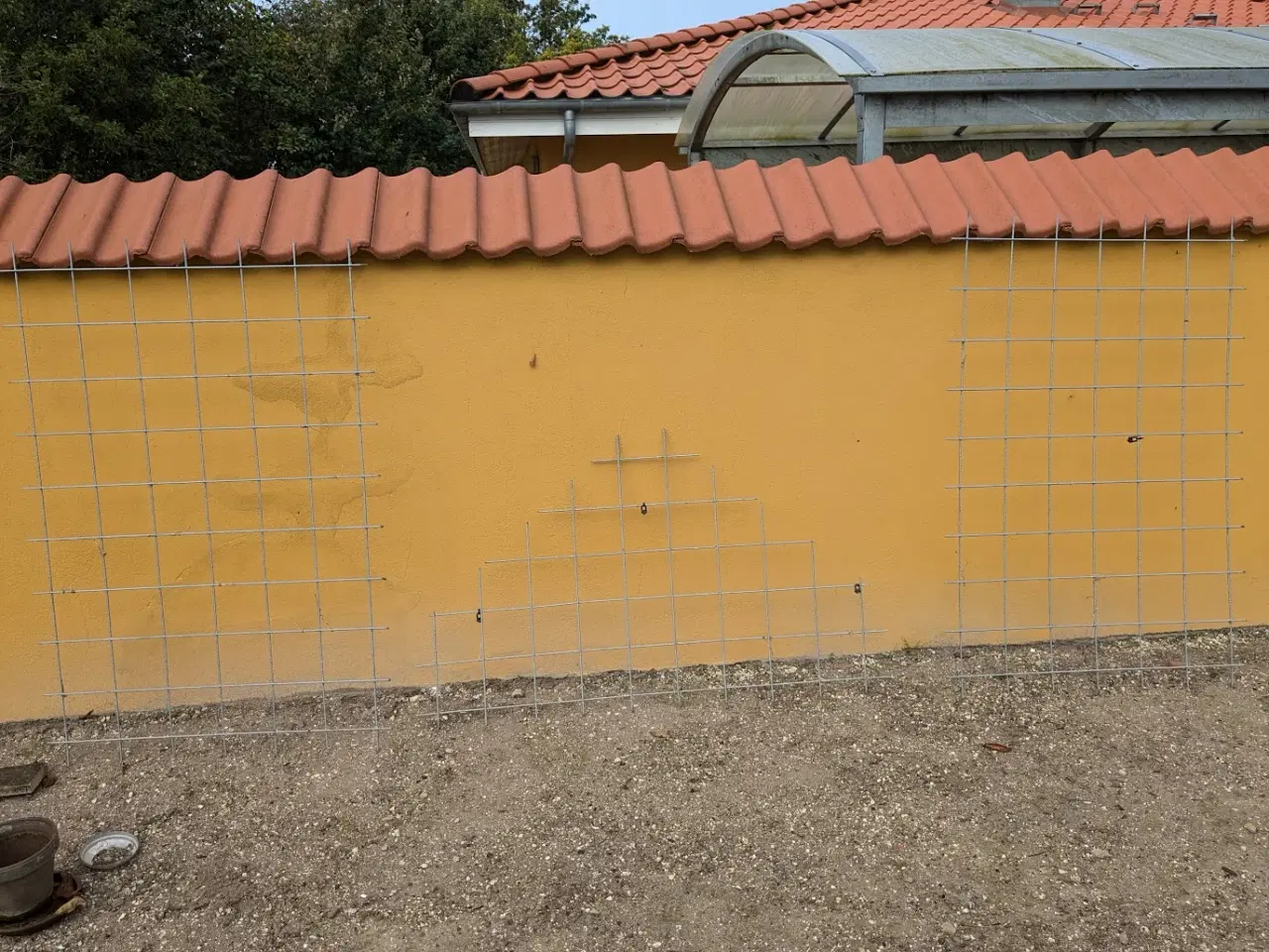 Billede 1 - Drivhus espalier