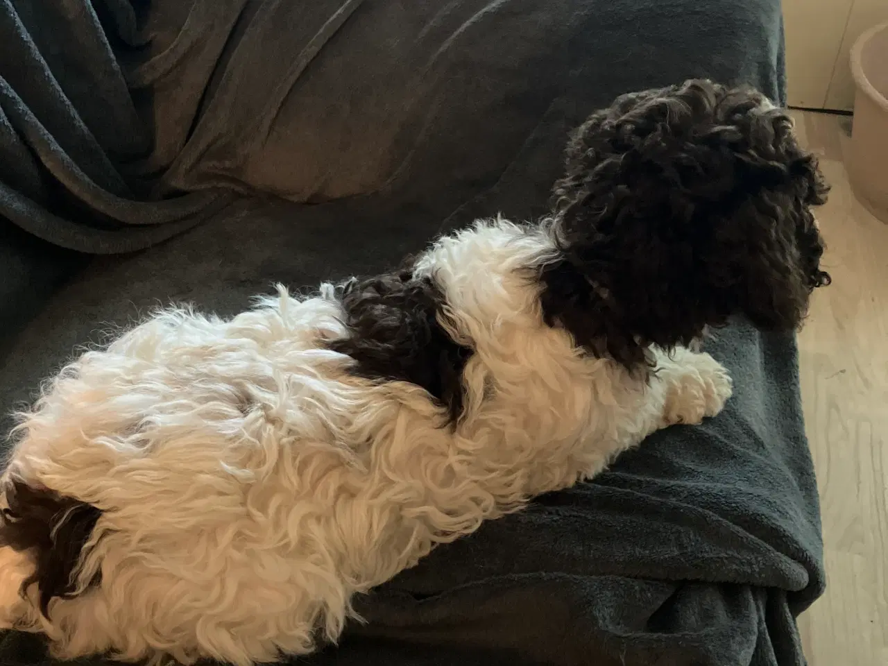 Billede 5 - Lagotto Romagnolo/ Kleiner Münsterländer 