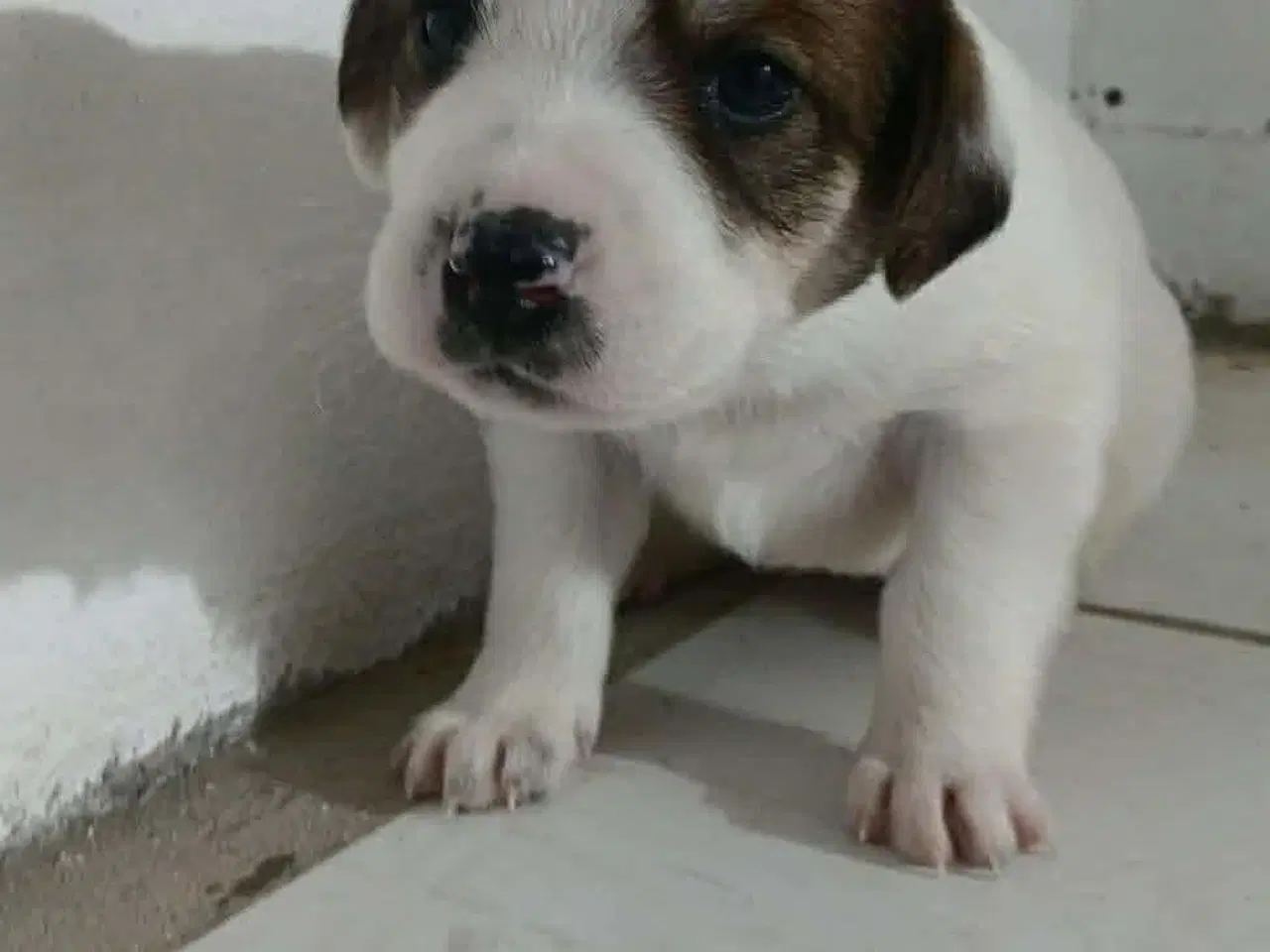 Billede 8 - Sødeste lille Panda søger familie