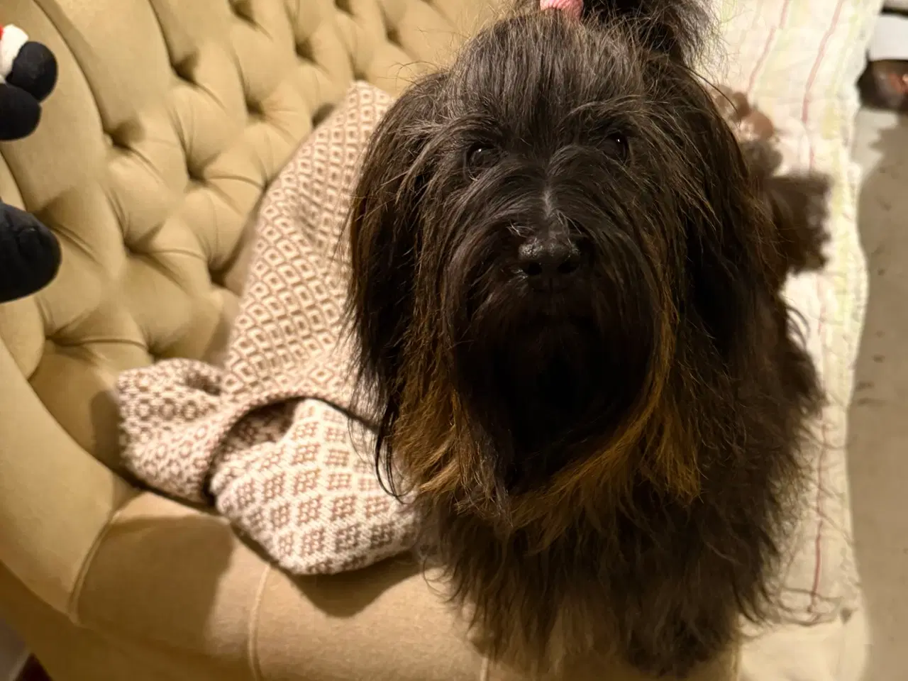 Billede 2 - Bichon Havanais tæve 