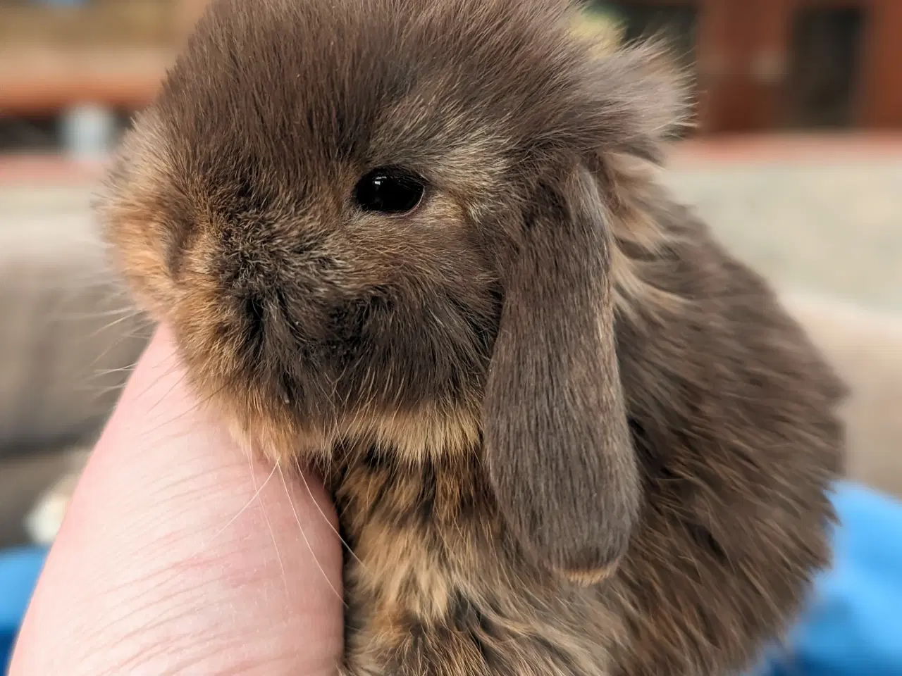 Billede 6 - Minilop kaninunge sælges
