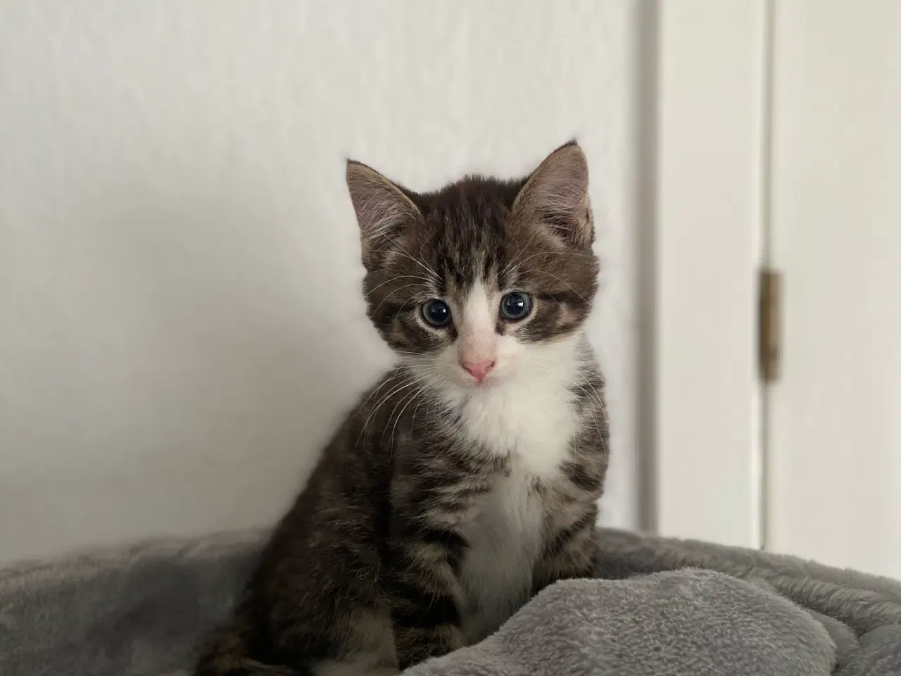 Billede 1 - Dejlige flaskekillinger