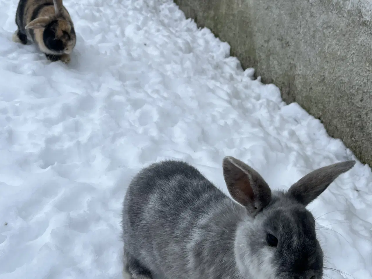 Billede 4 - To søde hunkaniner