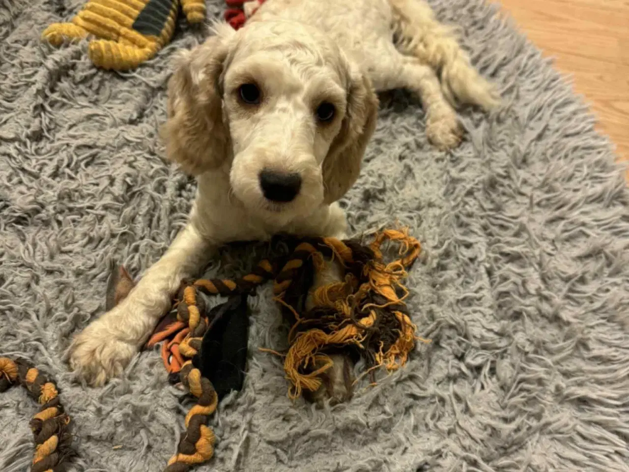 Billede 8 - Cockapoo  hvalp 