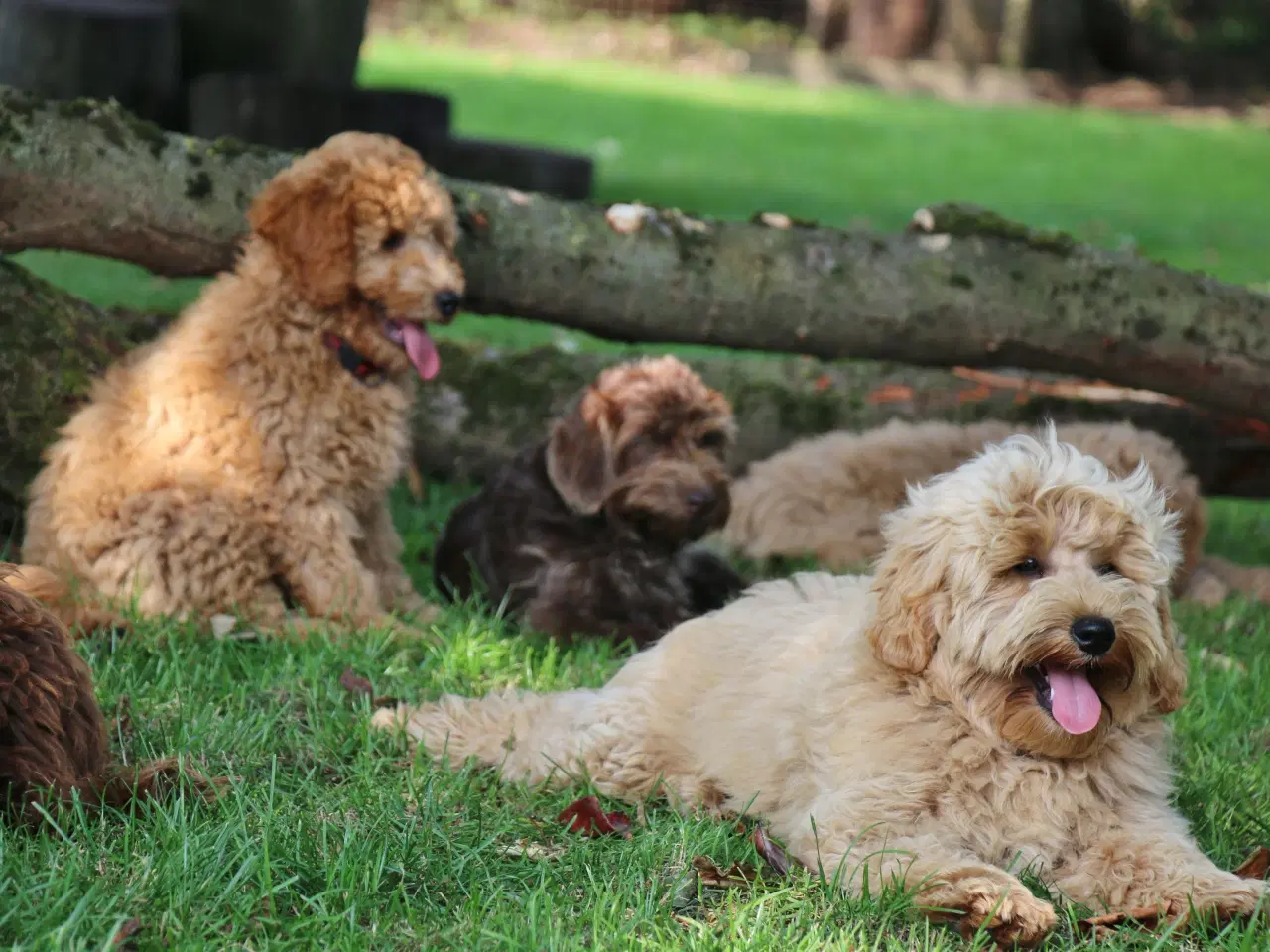 Billede 9 - Goldendoodle Doodledoodle Cavapoo