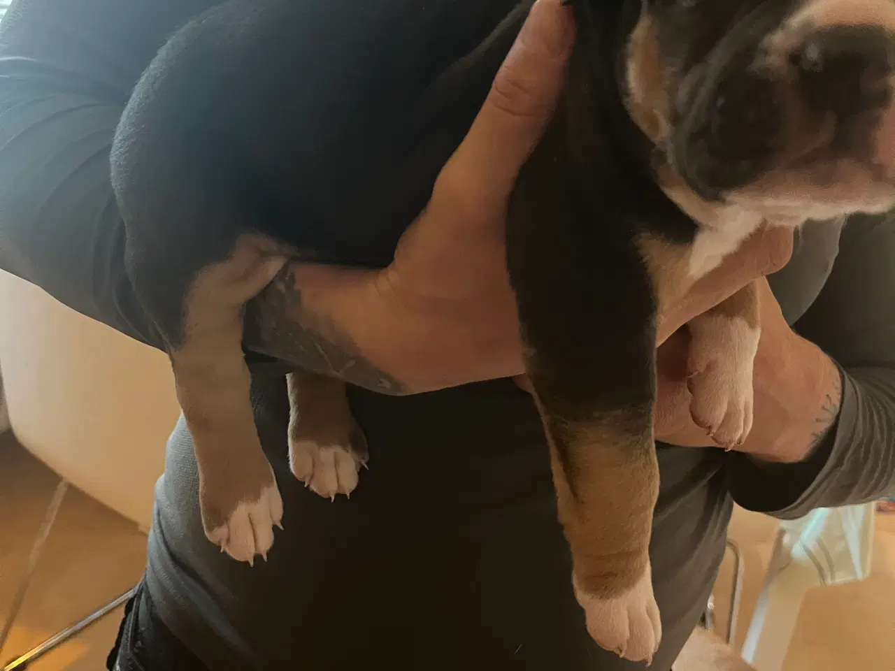 Billede 7 - Dejlige American Bully XL hvalpe 