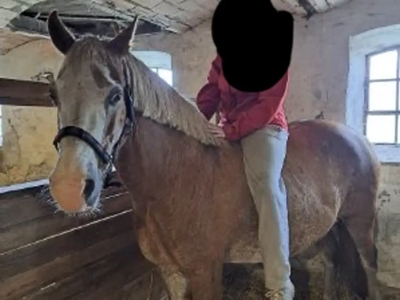 Billede 4 - Ifolet projekt hest 