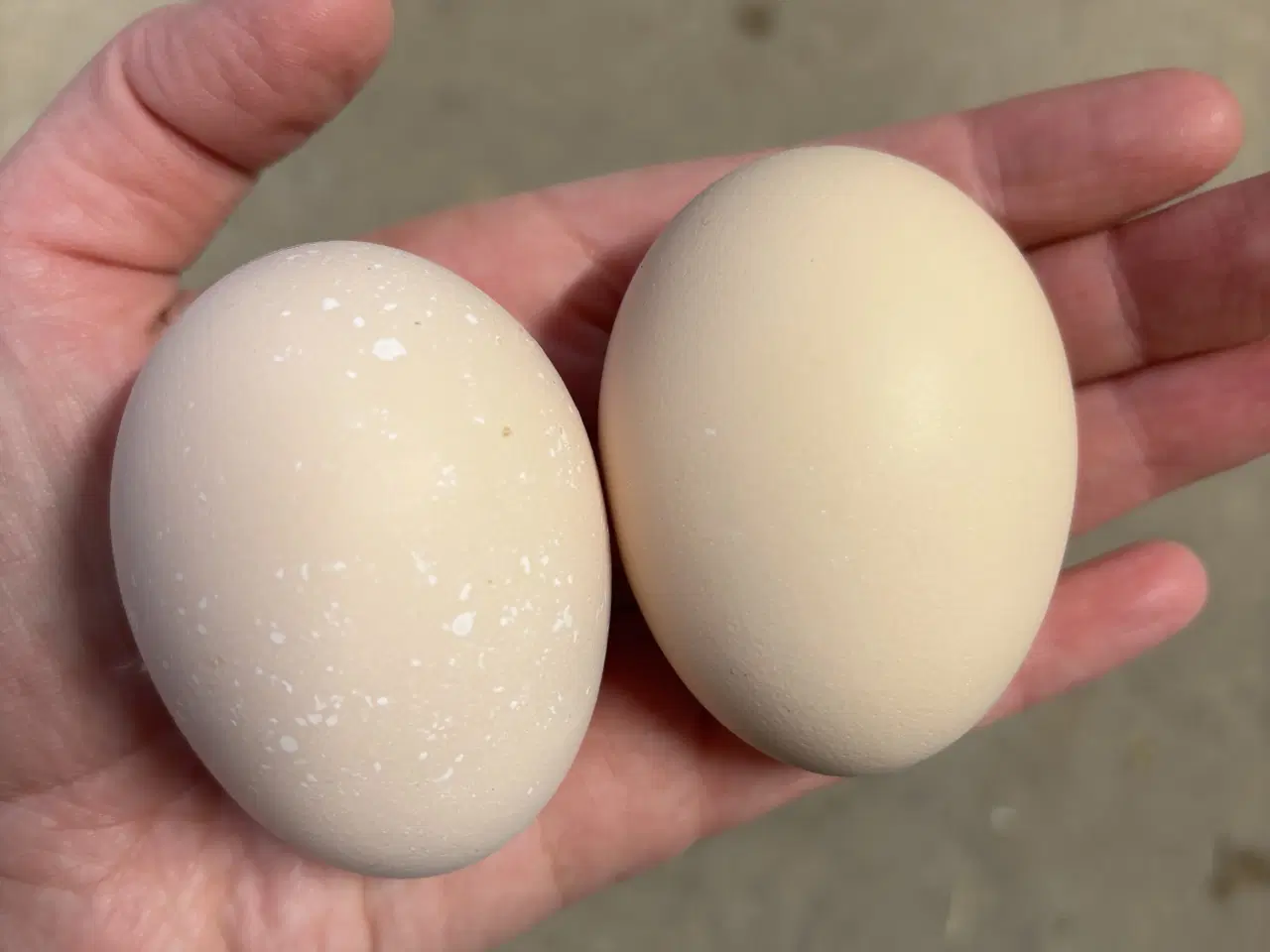 Billede 3 - Daggamle sussex kyllinger