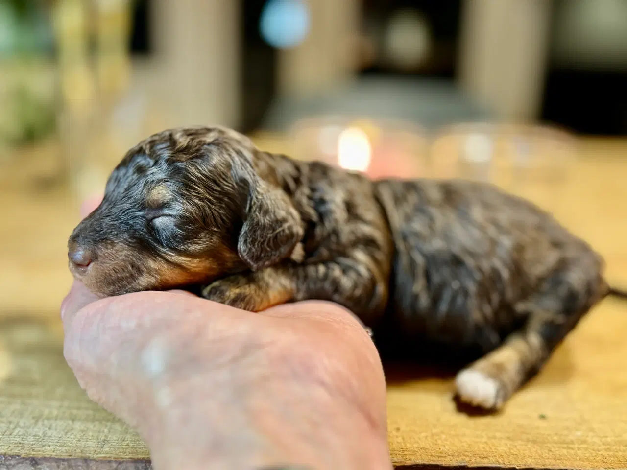 Billede 2 - Allergivenlig puddel hvalpe til juleferien