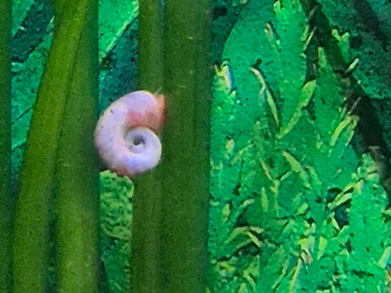 Billede 2 - Posthus snegle 