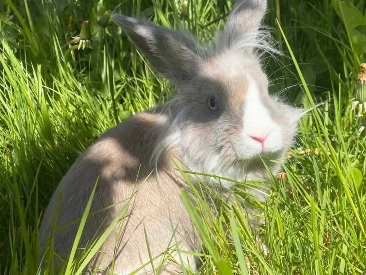 Billede 1 - Samson 8 mdr.🐰