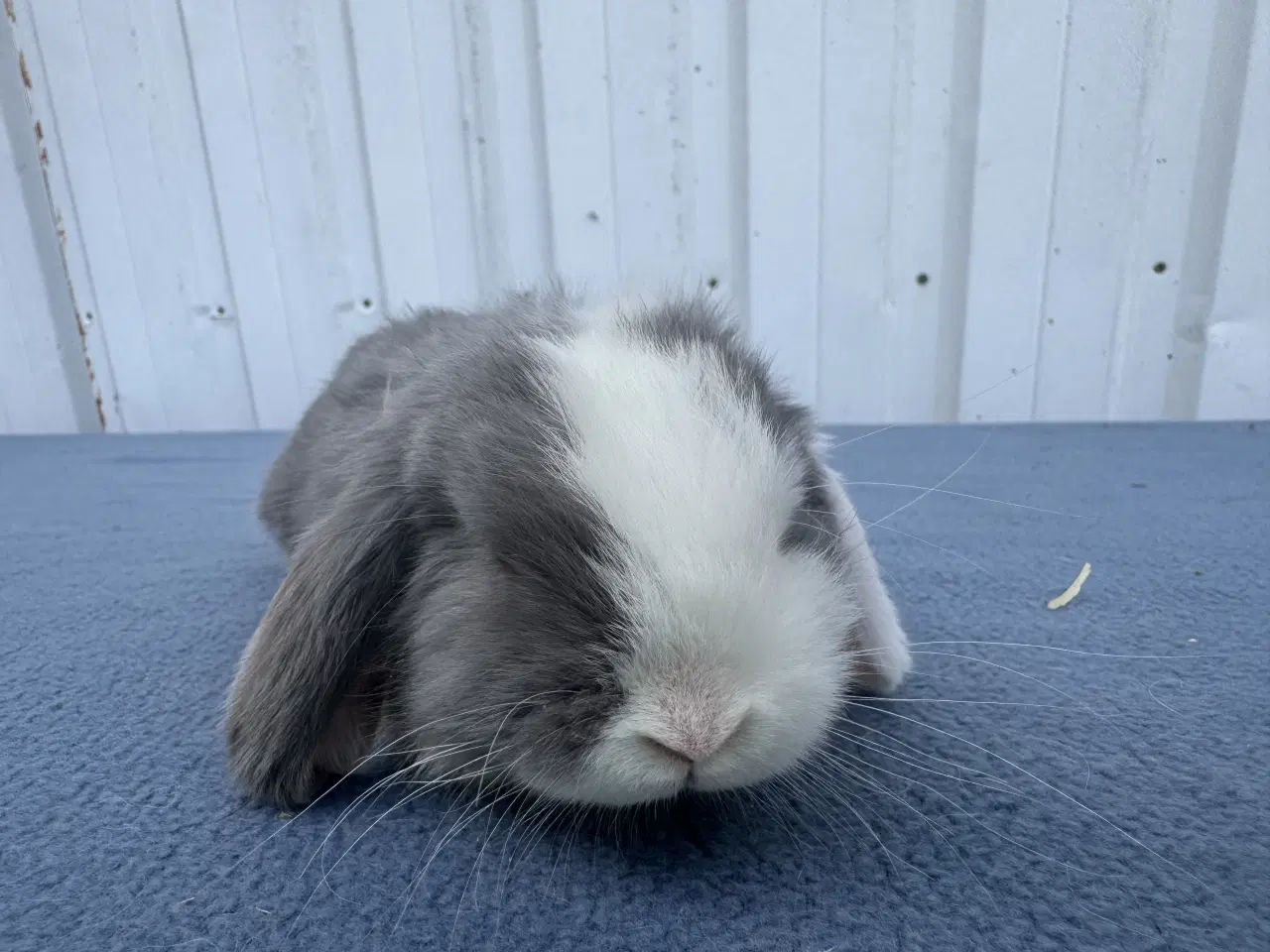 Billede 1 - Dværgvædder hankanin