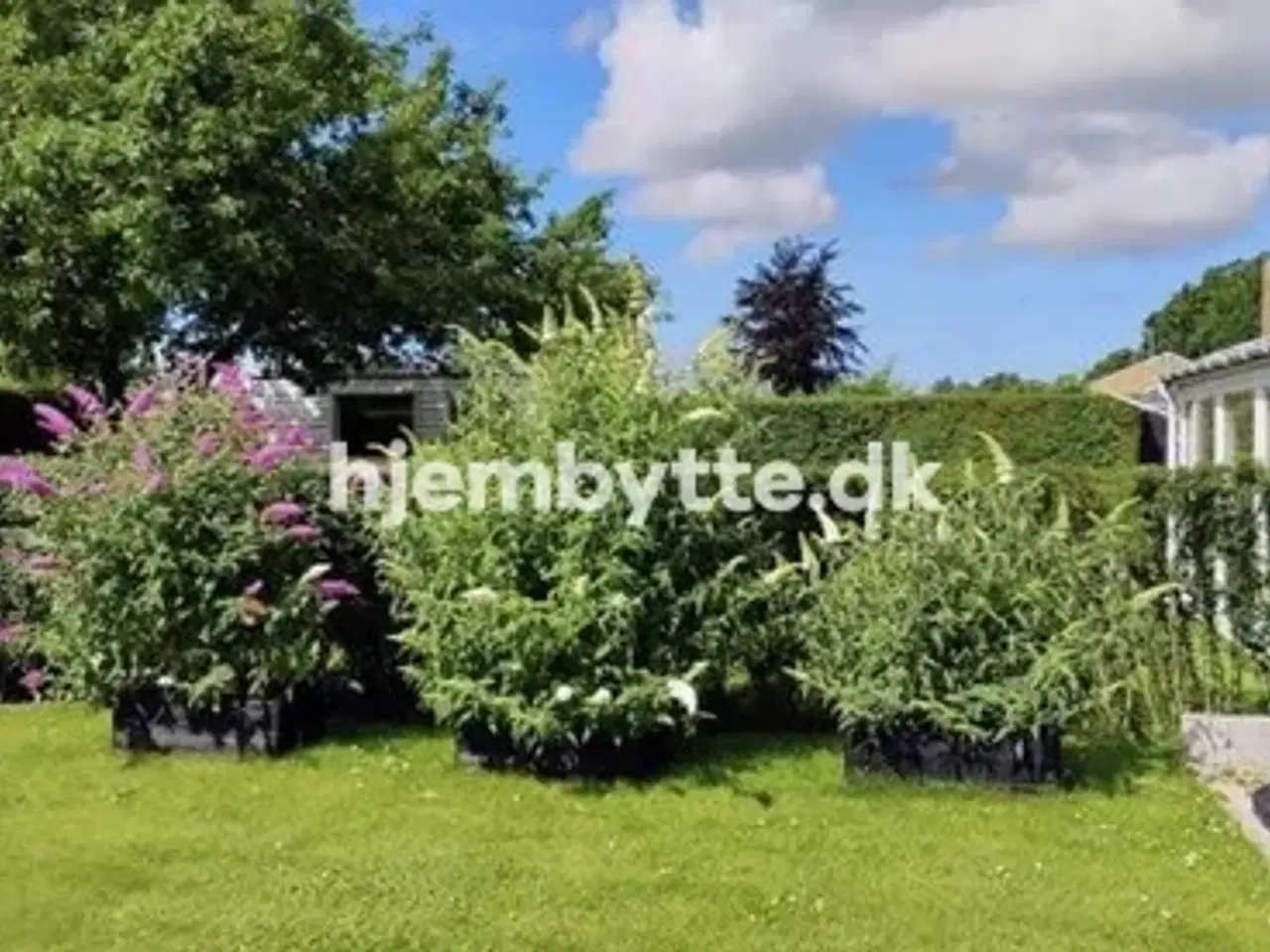 Billede 10 - Hjembytte - Rugskellet