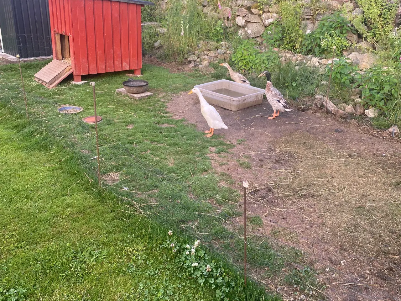 Billede 1 - Løbeænder + tilbehør