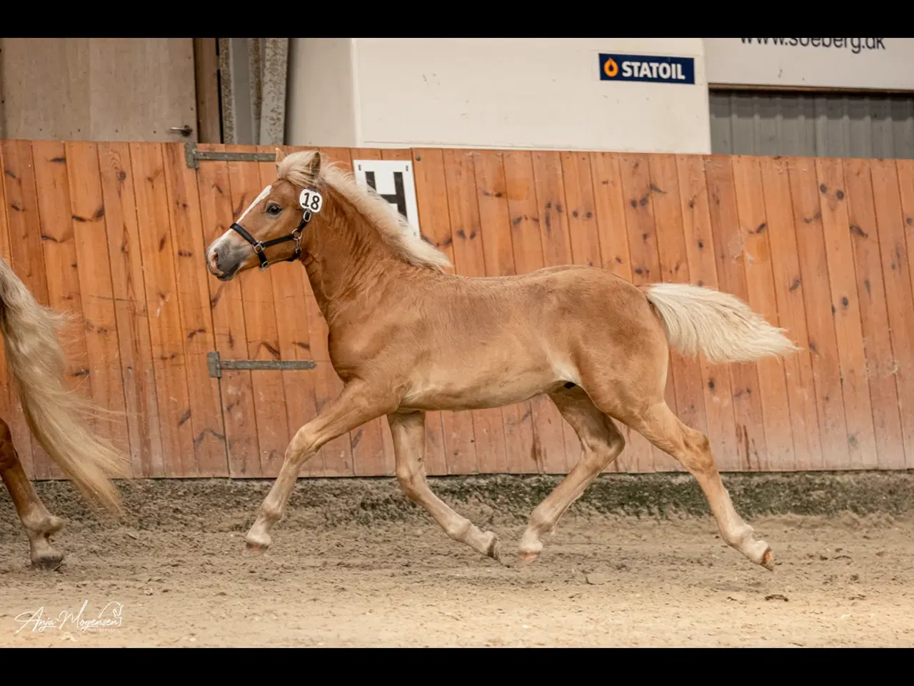 Billede 1 - Lækker haflinger føl 