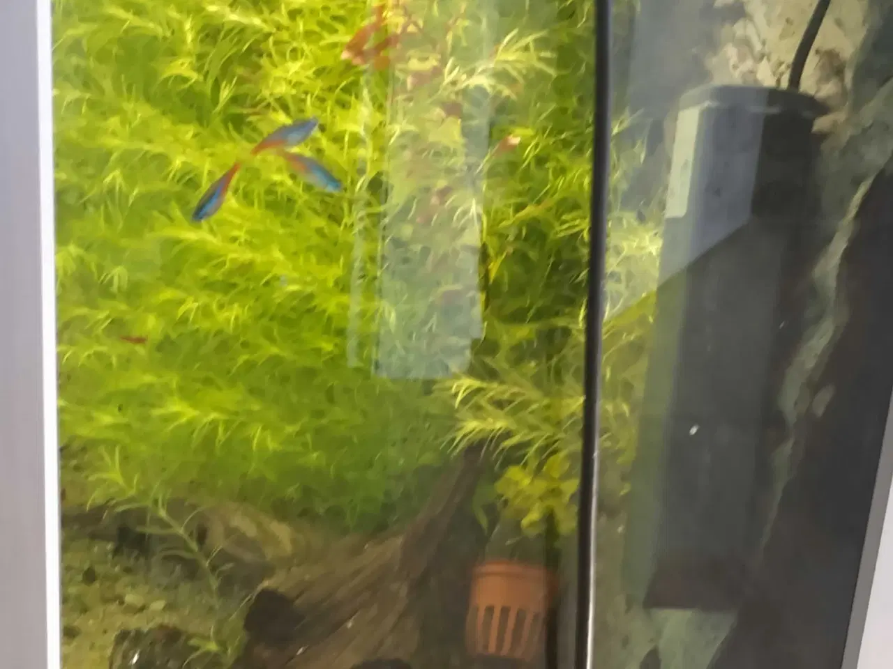 Billede 5 - 3 akvarier med diverse udstyr 