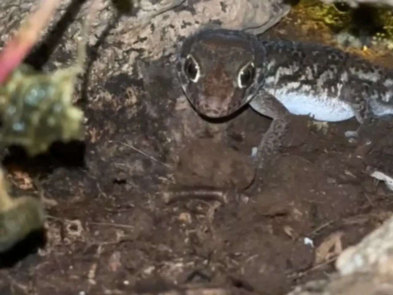 Billede 3 - Paroedura Pictus (Ocelotgekko)