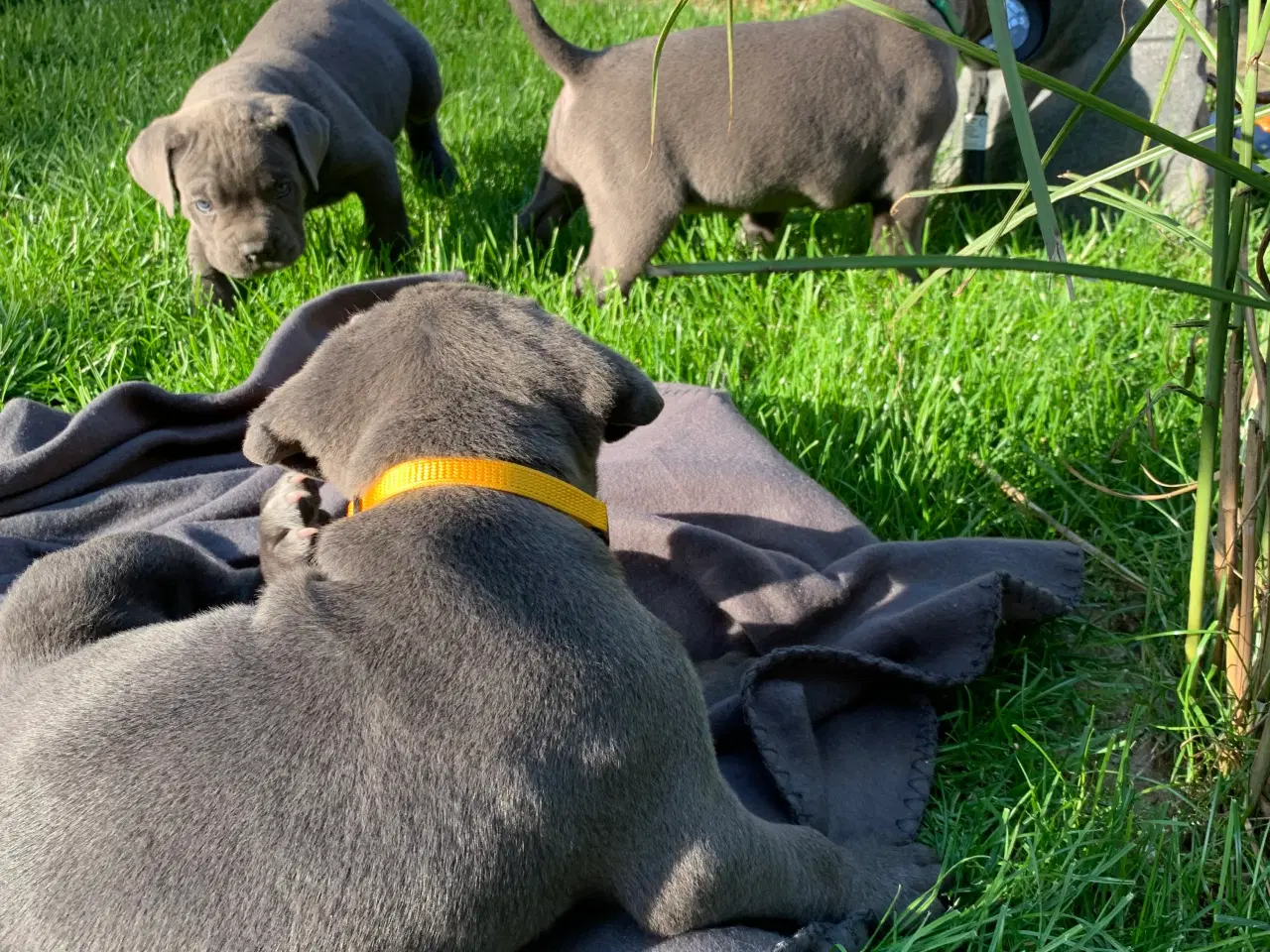 Billede 7 - Cane Corso Italiano hvalpe