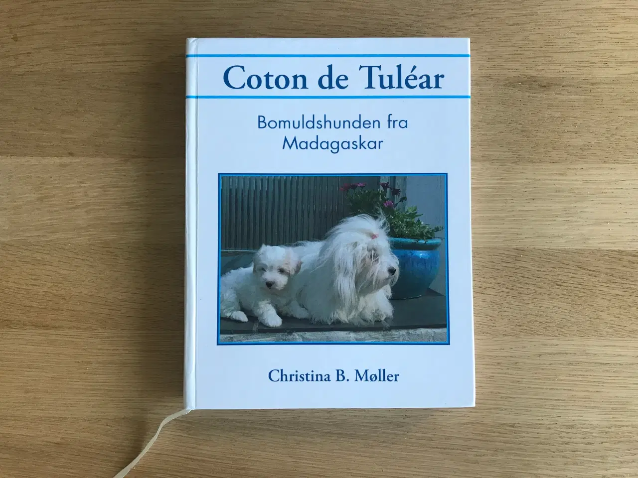 Billede 1 - Coton de Tuléar - Bomuldshunden fra Madagaskar