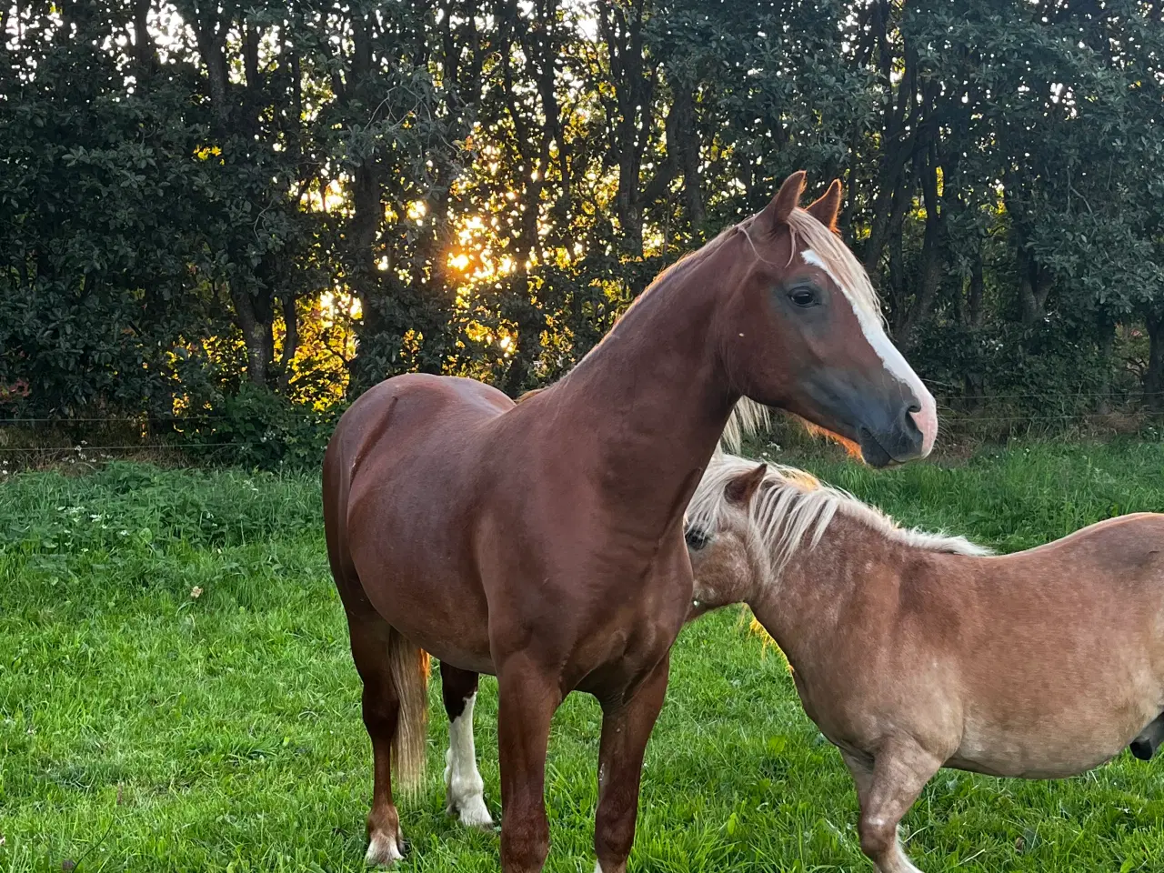 Billede 2 - Welsh cob vallak