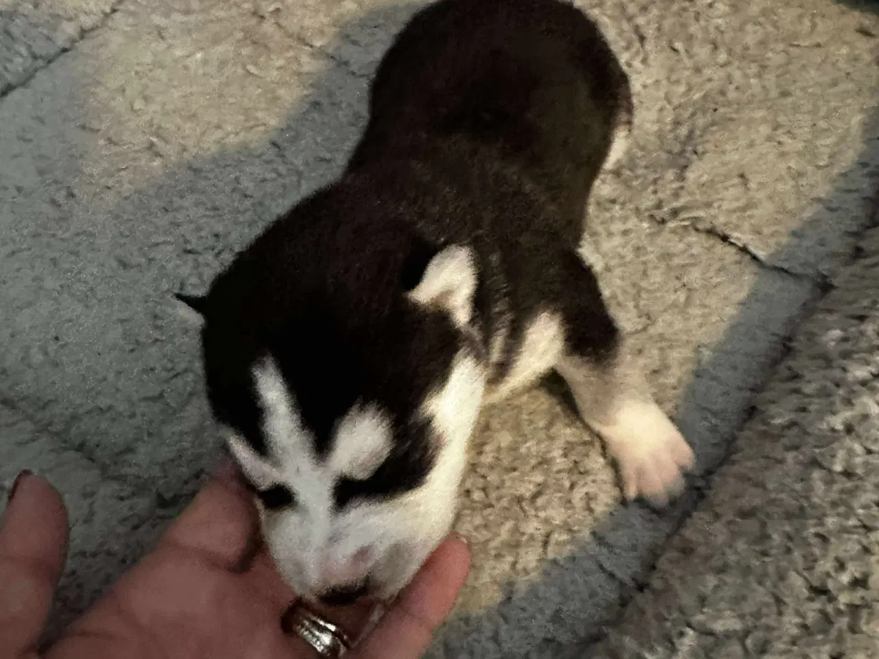 Billede 4 - Ægte husky hvalpe