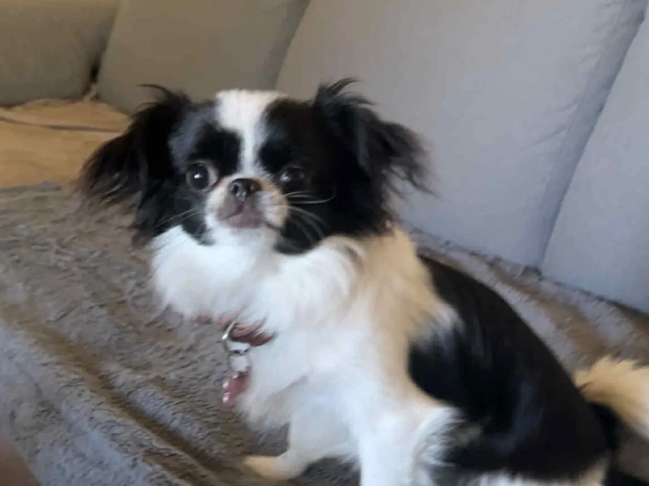 Billede 2 - Chihuahua/japanese chin blandning