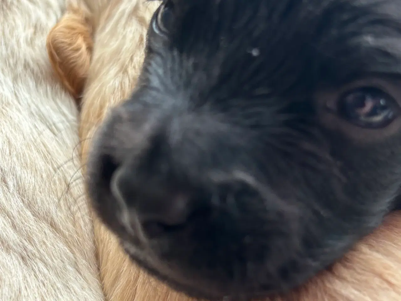Billede 9 - Toy Cockapoo Doodle / Labradoodle