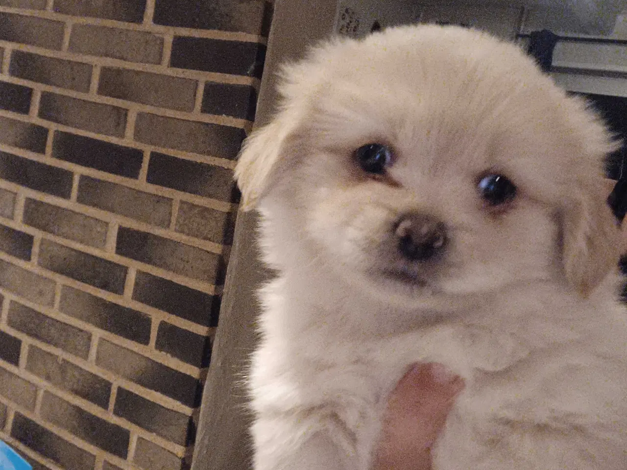 Billede 3 - Hvalpe søger nyt hjem 