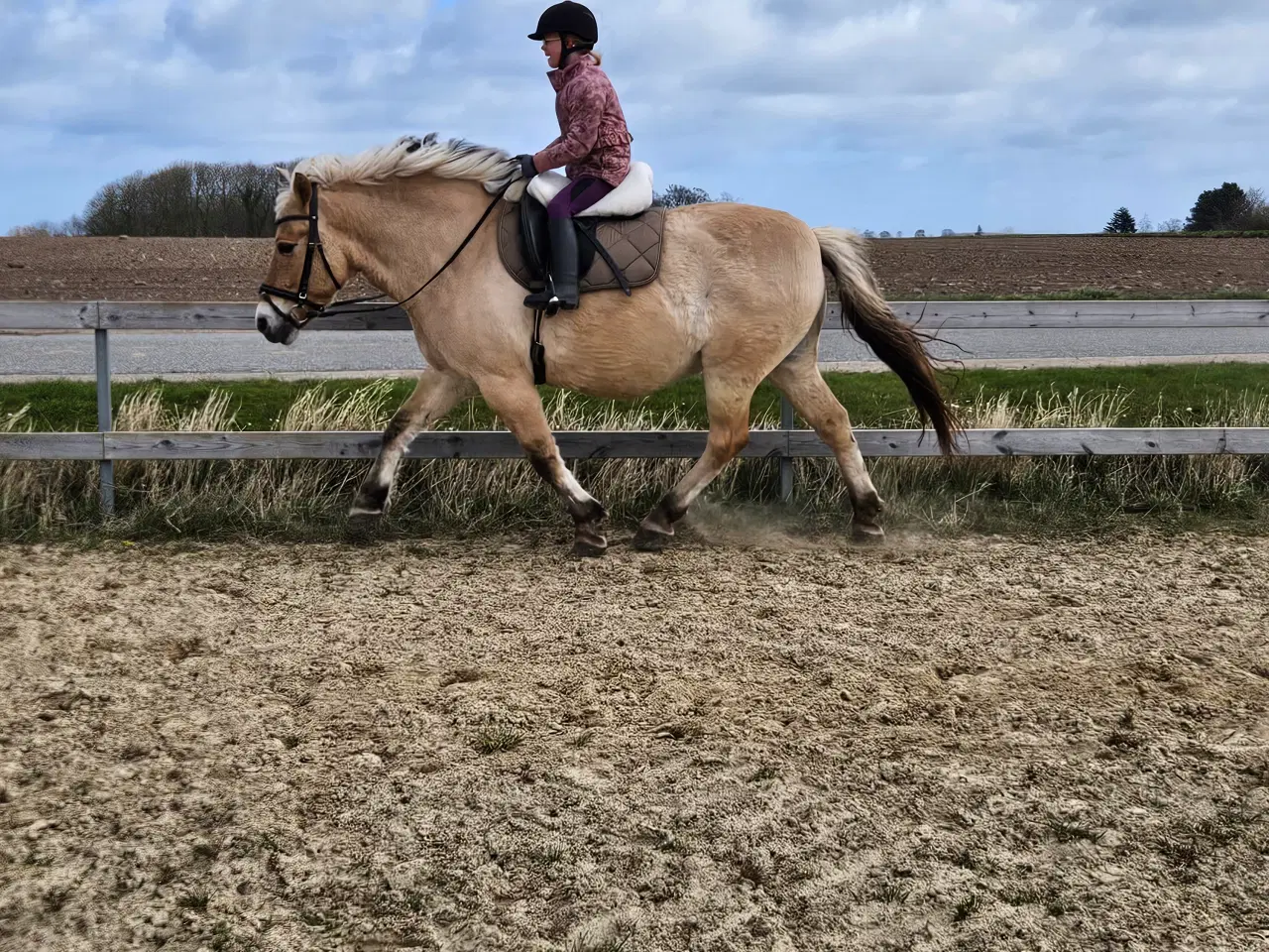 Billede 8 - Fjordhest/Nordbagger