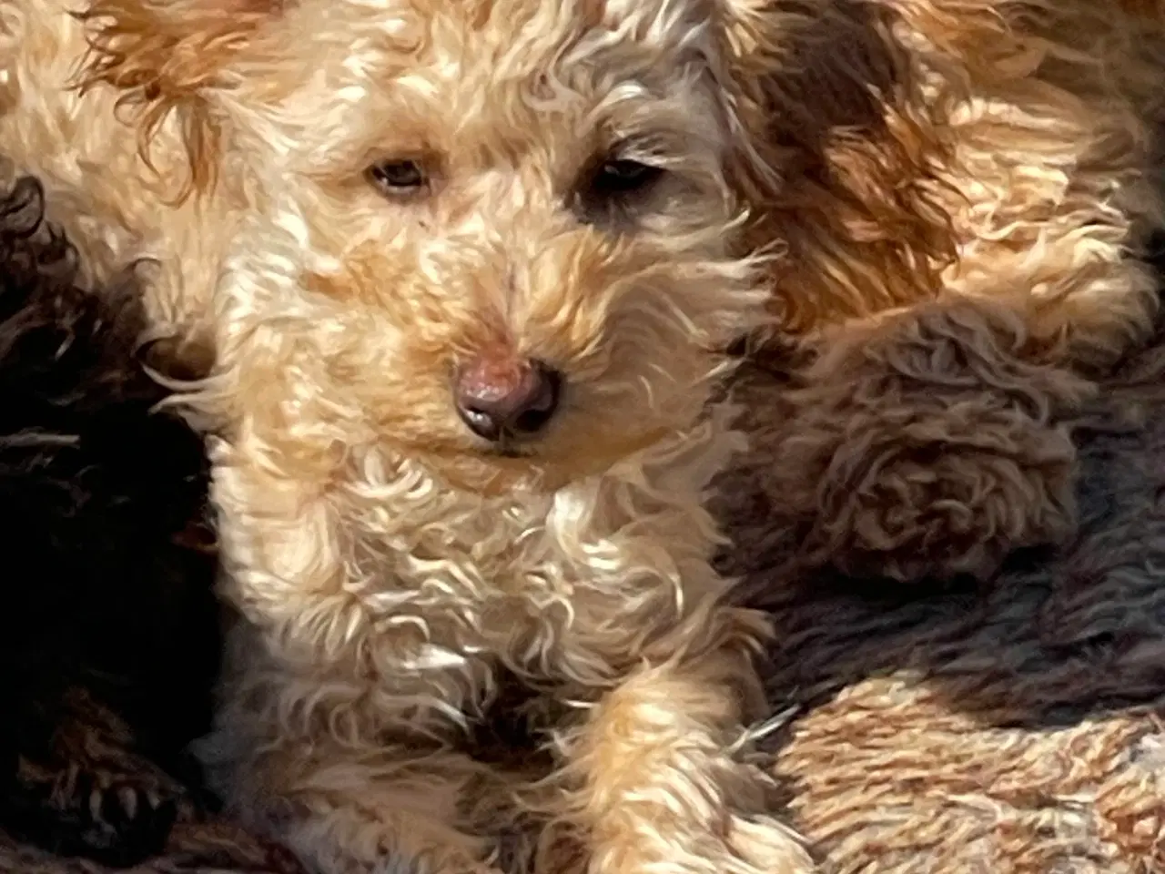 Billede 4 - Maltipoo  få rejseklar 