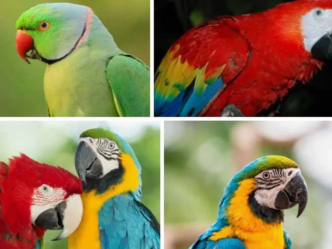 Billede 1 - Papegøjer modtages