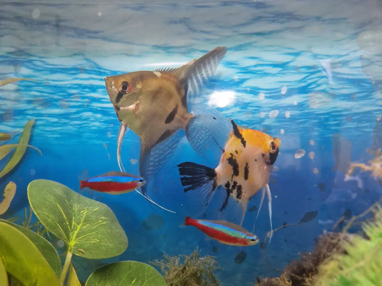 Billede 1 - Scarlare