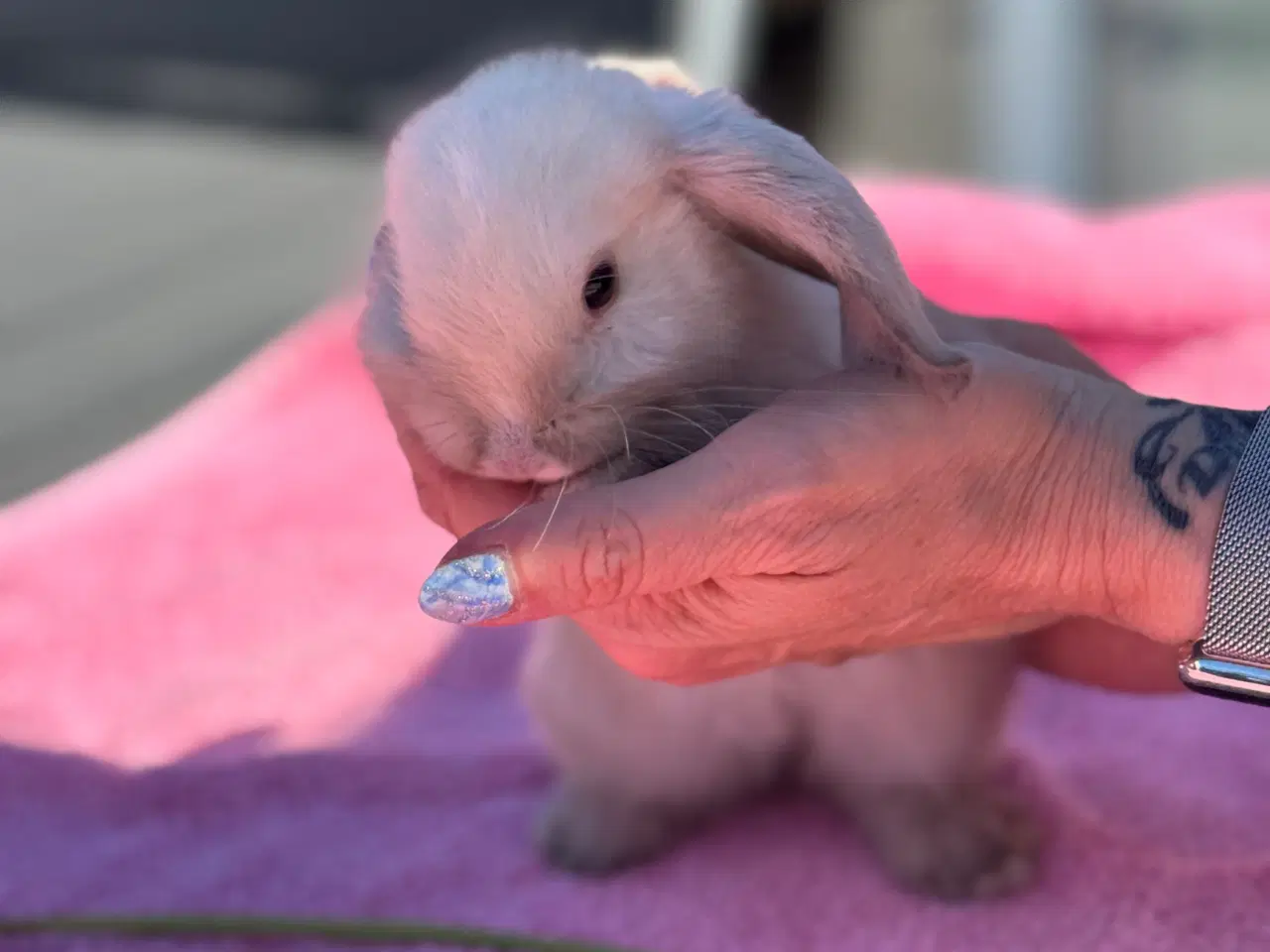 Billede 14 - Mini lop kanin unge