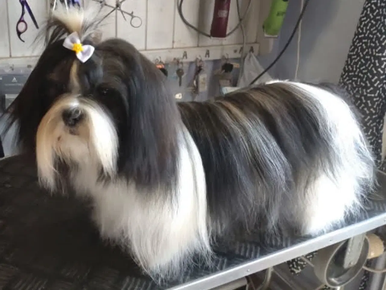 Billede 7 - ægte Lhasa Apso hvalpe 