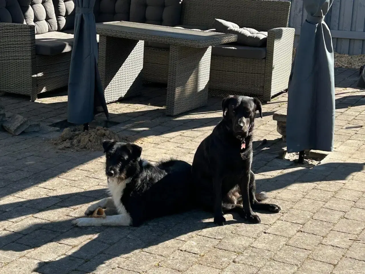 Billede 9 - Dejlige Bella søger nyt hjem med hundeven 🩷