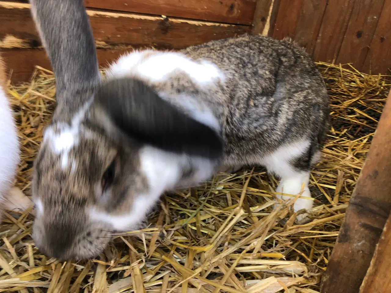 Billede 3 - 2 hankanin 1/2 belgisk kæmpe