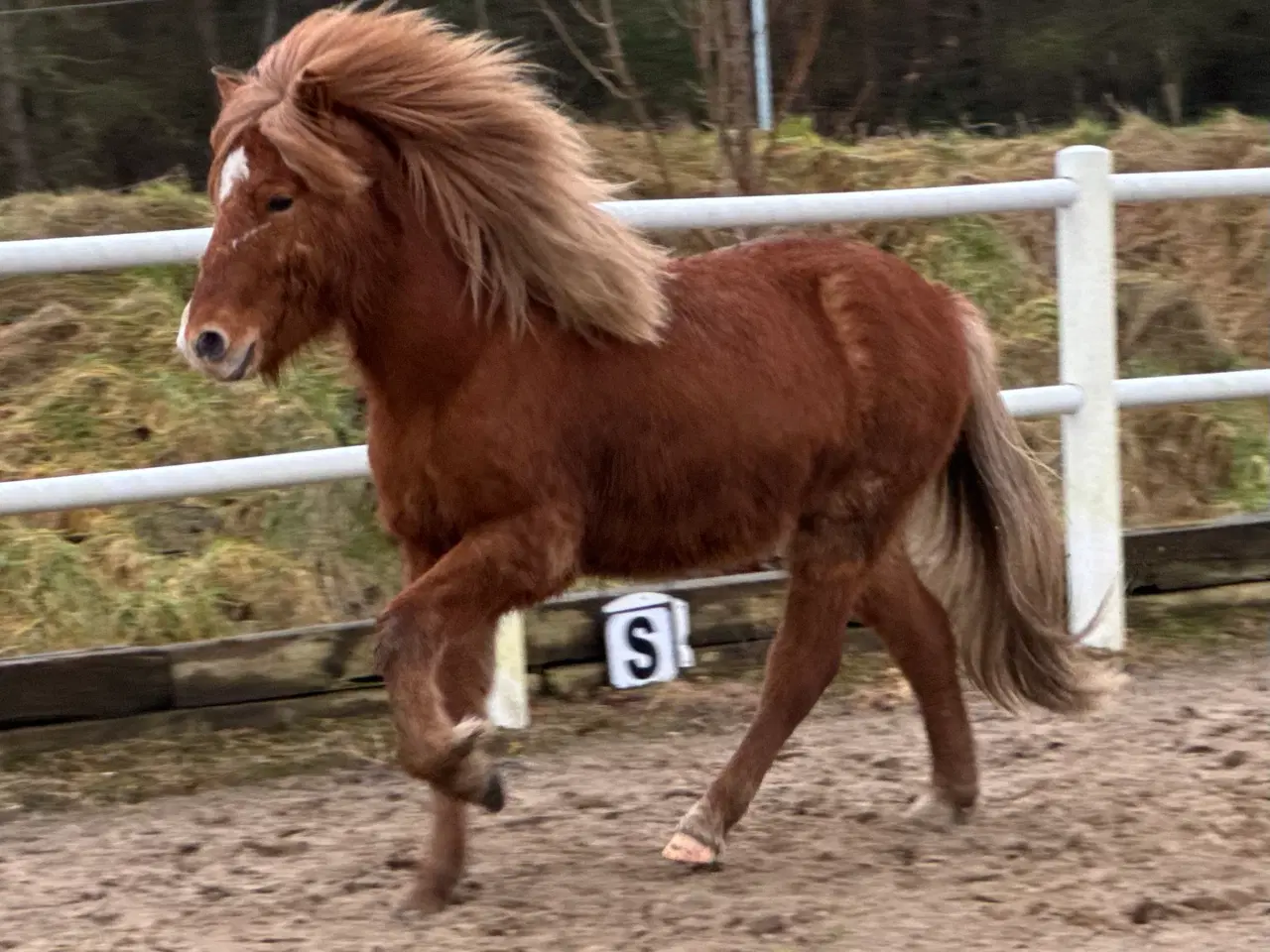 Billede 4 - 2 års islænder hingst Naturtølter