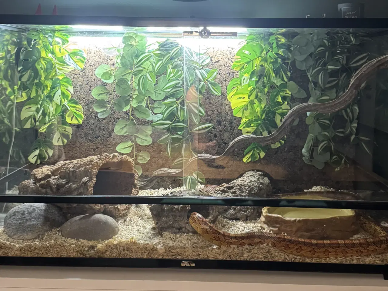 Billede 3 - Terrarie inkl indhold