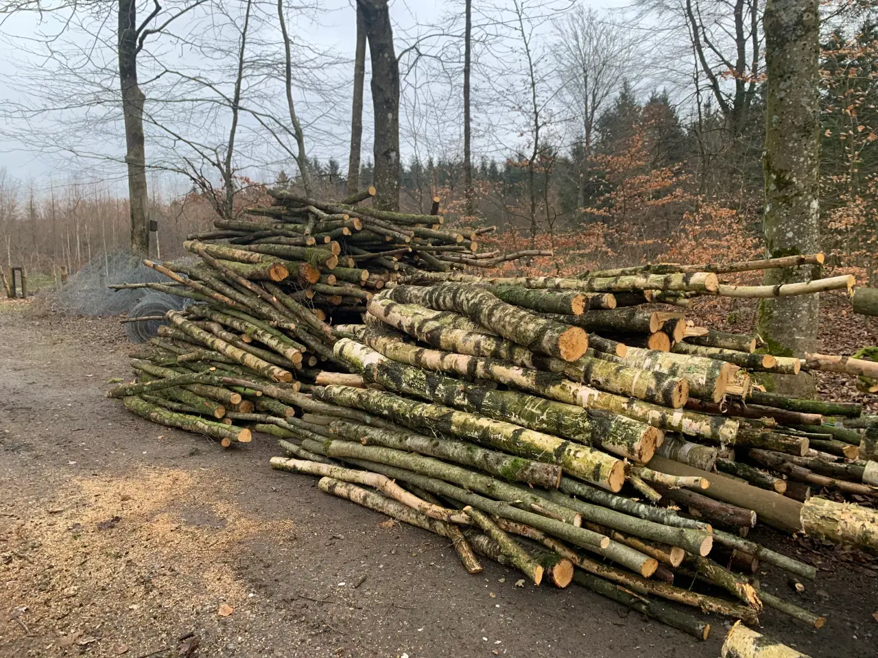 Billede 2 - Birkebrænde nyfældet