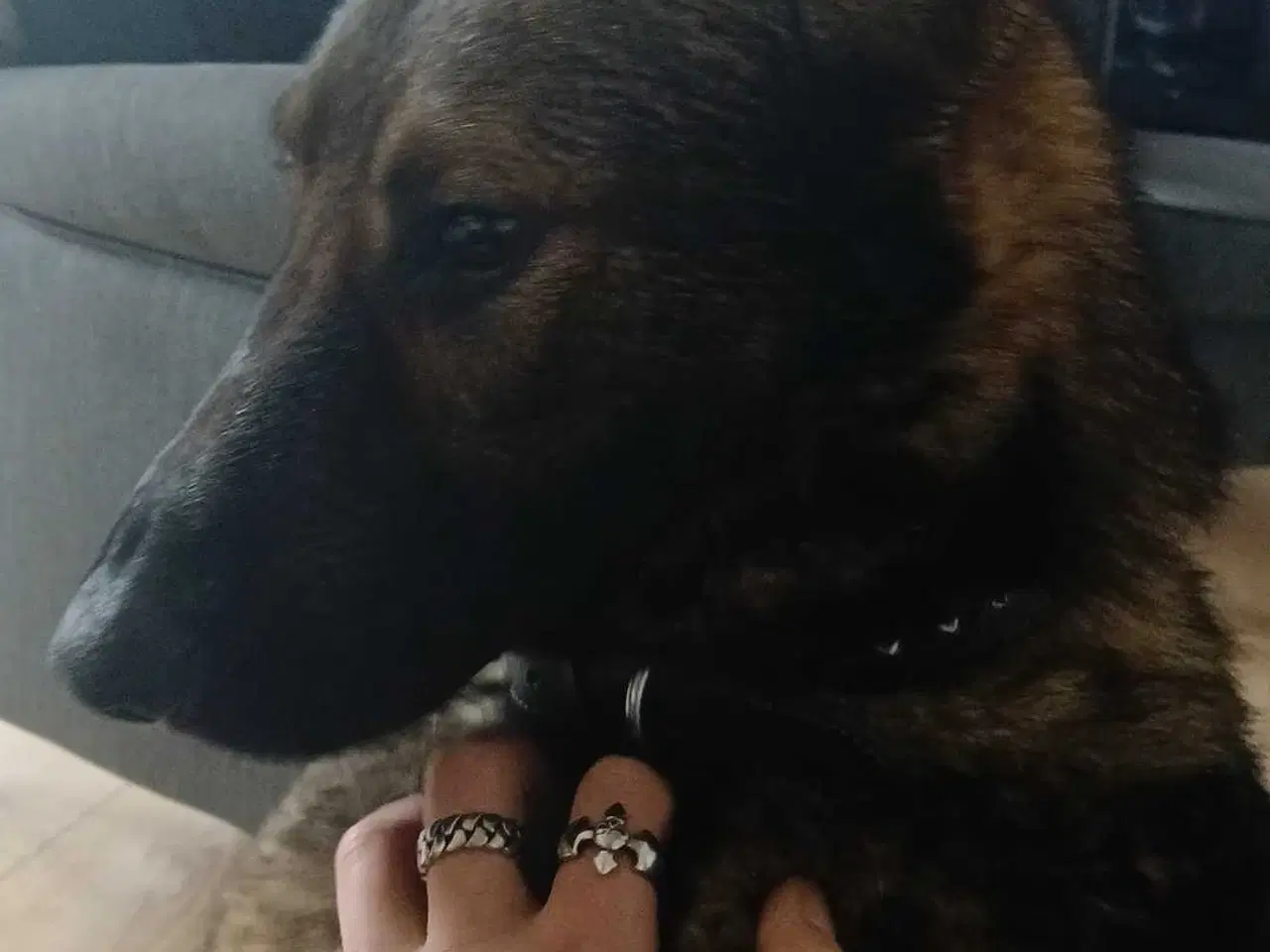 Billede 3 - Grå schæfer han