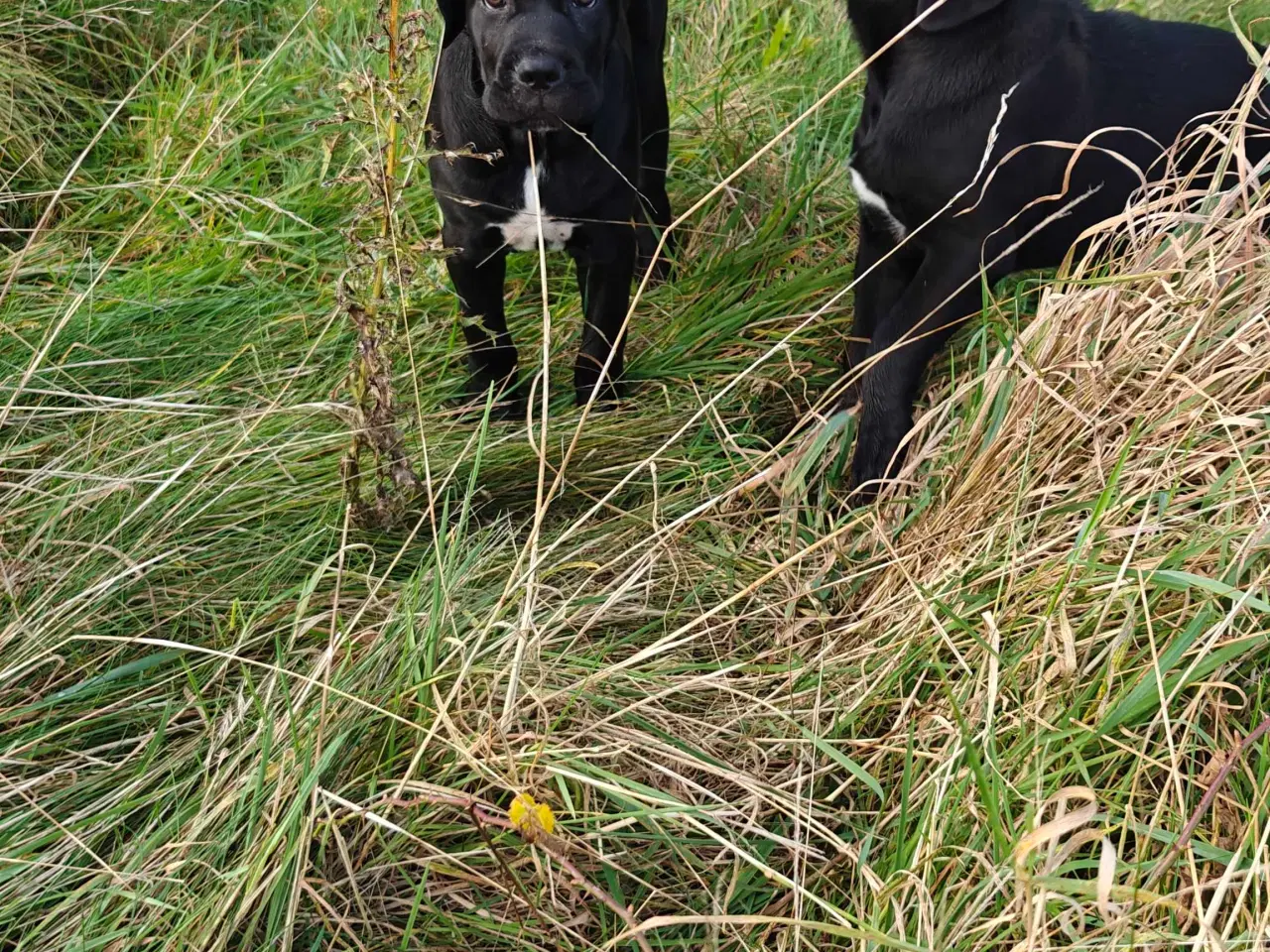 Billede 3 - Cane Corso hvelpe