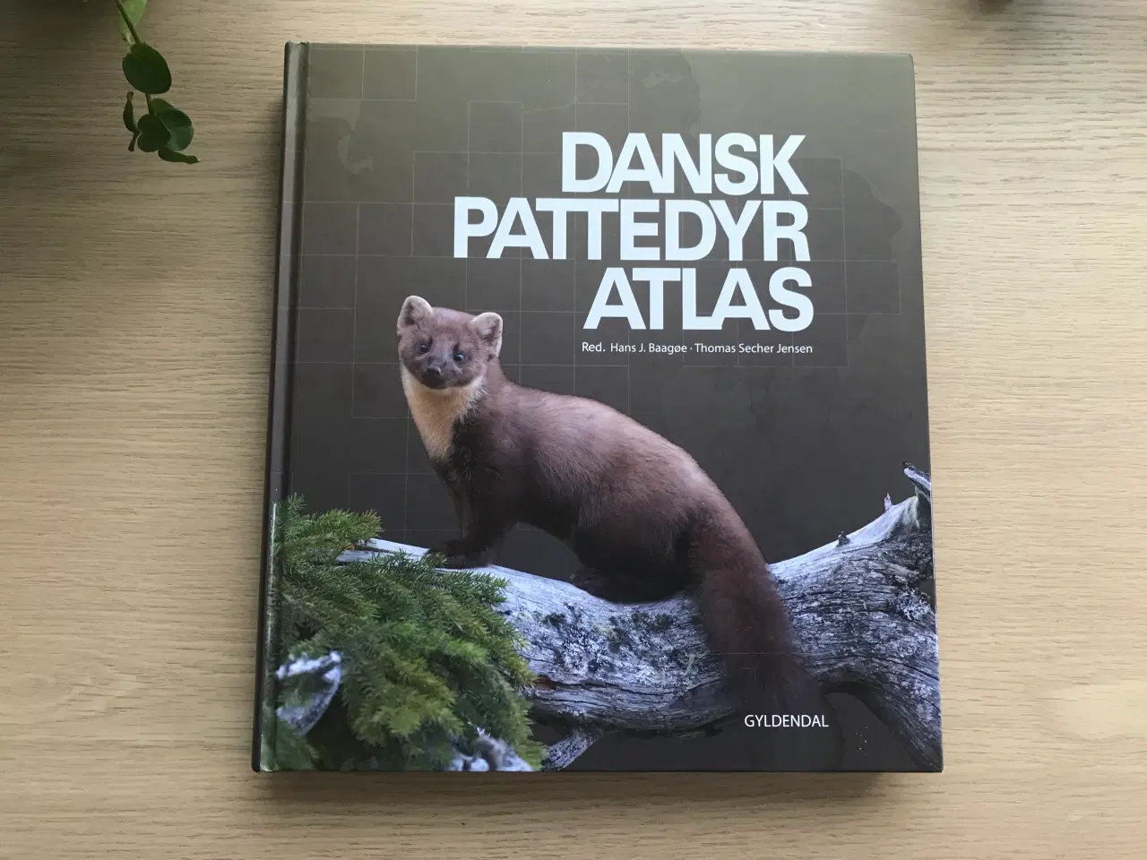 Billede 1 - Dansk Pattedyratlas