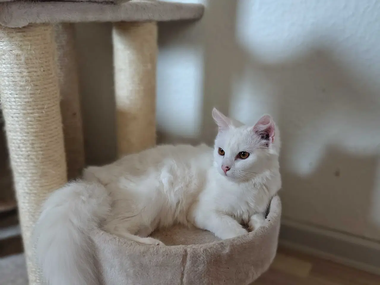 Billede 1 - Mowgli 🐾