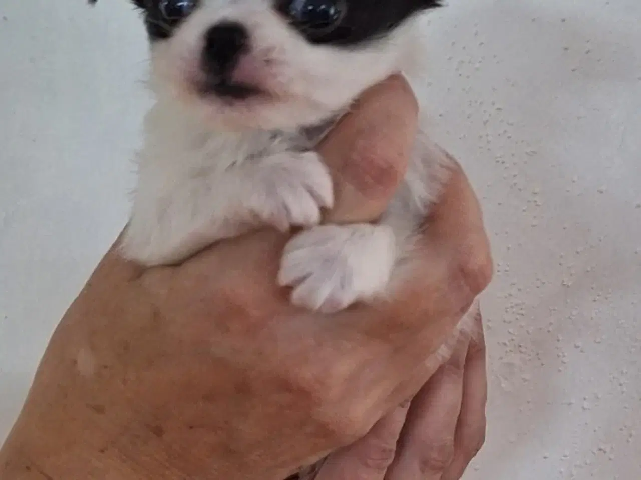 Billede 3 - Chihuahuablandinger