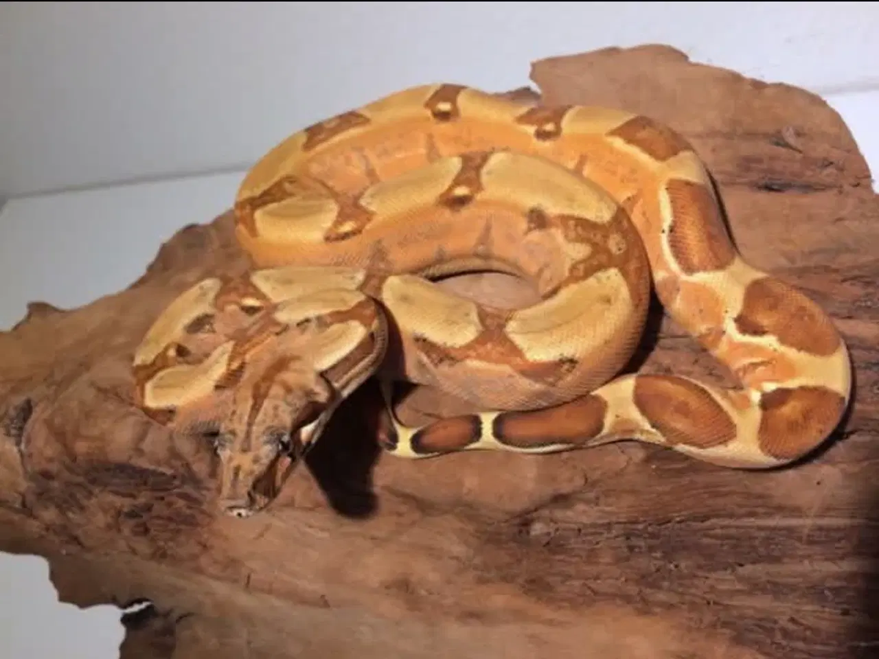 Billede 6 - 1.0 hypo jungle pastel boa