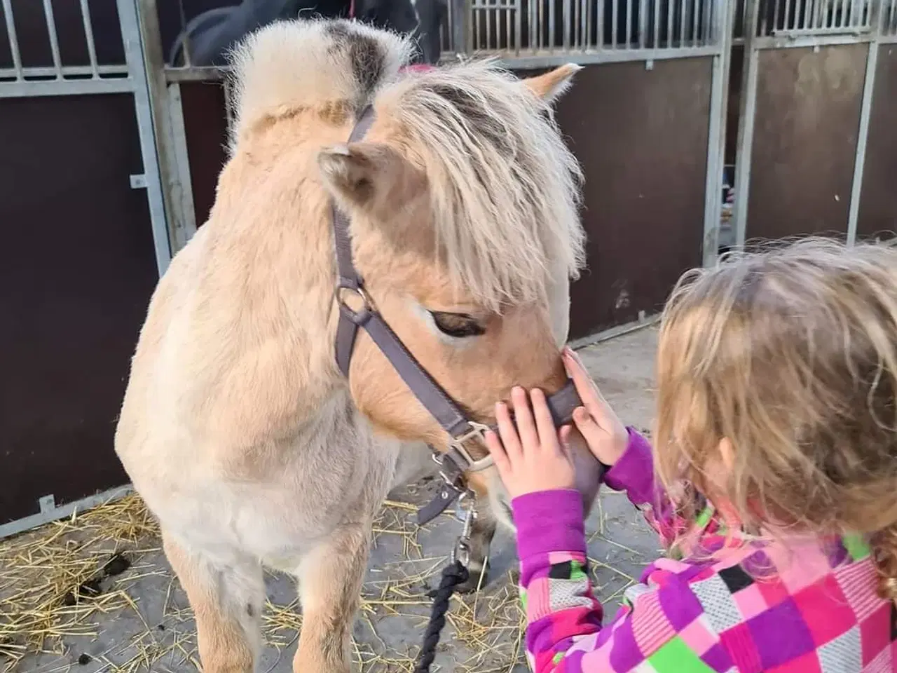 Billede 4 - Fjordhest hoppe 2 år